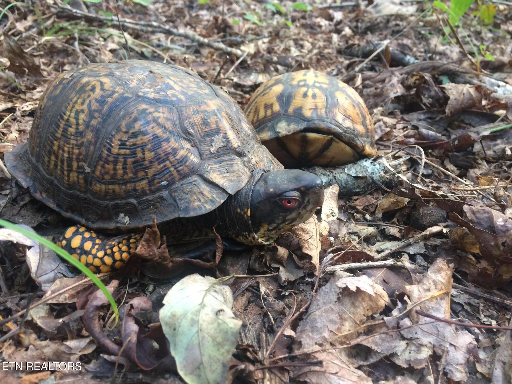 755 Bear Branch Road Wartburg, TN 37887 - Photo 55 of 58 turtles - Copy