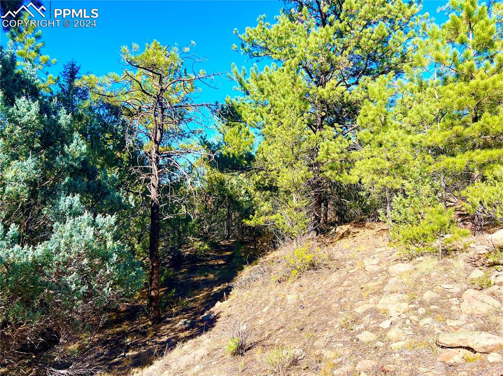 280 Kerrs Hill Road Westcliffe, CO 81252 - Photo 29 of 35 a view of a yard with trees