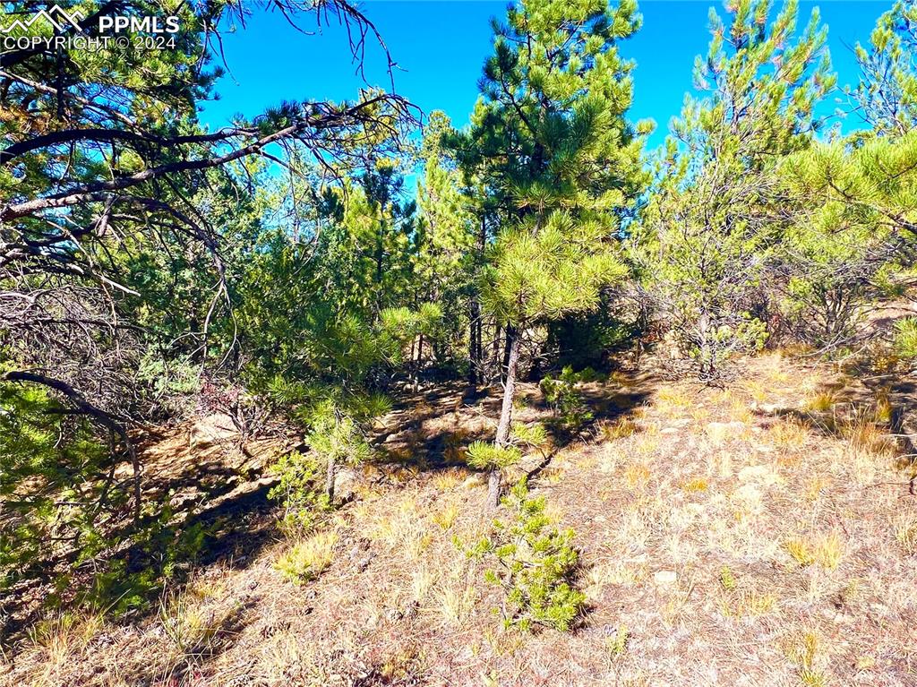 280 Kerrs Hill Road Westcliffe, CO 81252 - Photo 30 of 35 a view of a tree in the yard
