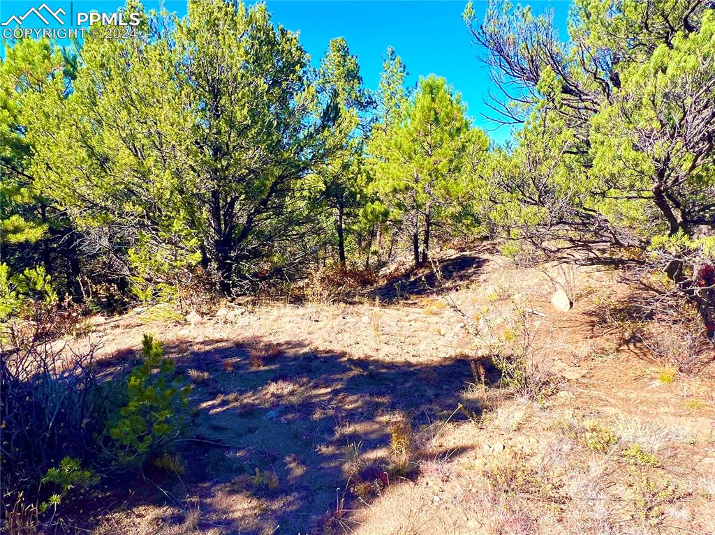 280 Kerrs Hill Road Westcliffe, CO 81252 - Photo 31 of 35 a view of a tree with a yard
