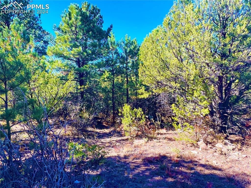 280 Kerrs Hill Road Westcliffe, CO 81252 - Photo 32 of 35 a view of a tree with yard