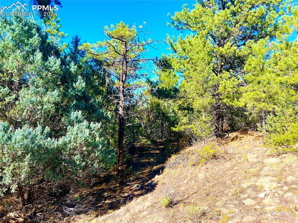 280 Kerrs Hill Road Westcliffe, CO 81252 - Photo 34 of 35 a view of a yard with trees