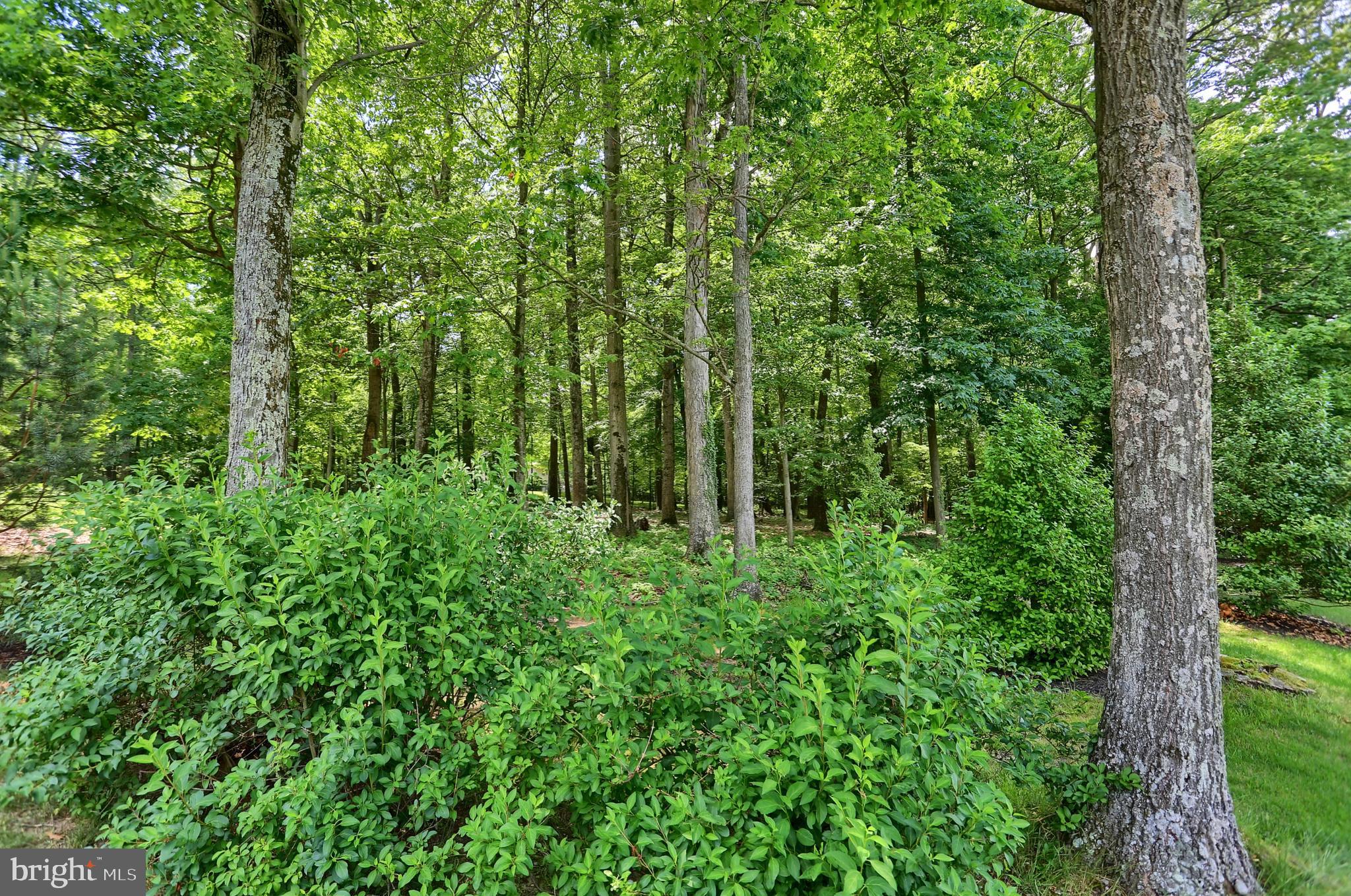 11604 Woodhaven Road Waynesboro, PA 17268 - Photo 13 of 76 Wooded portion of lot