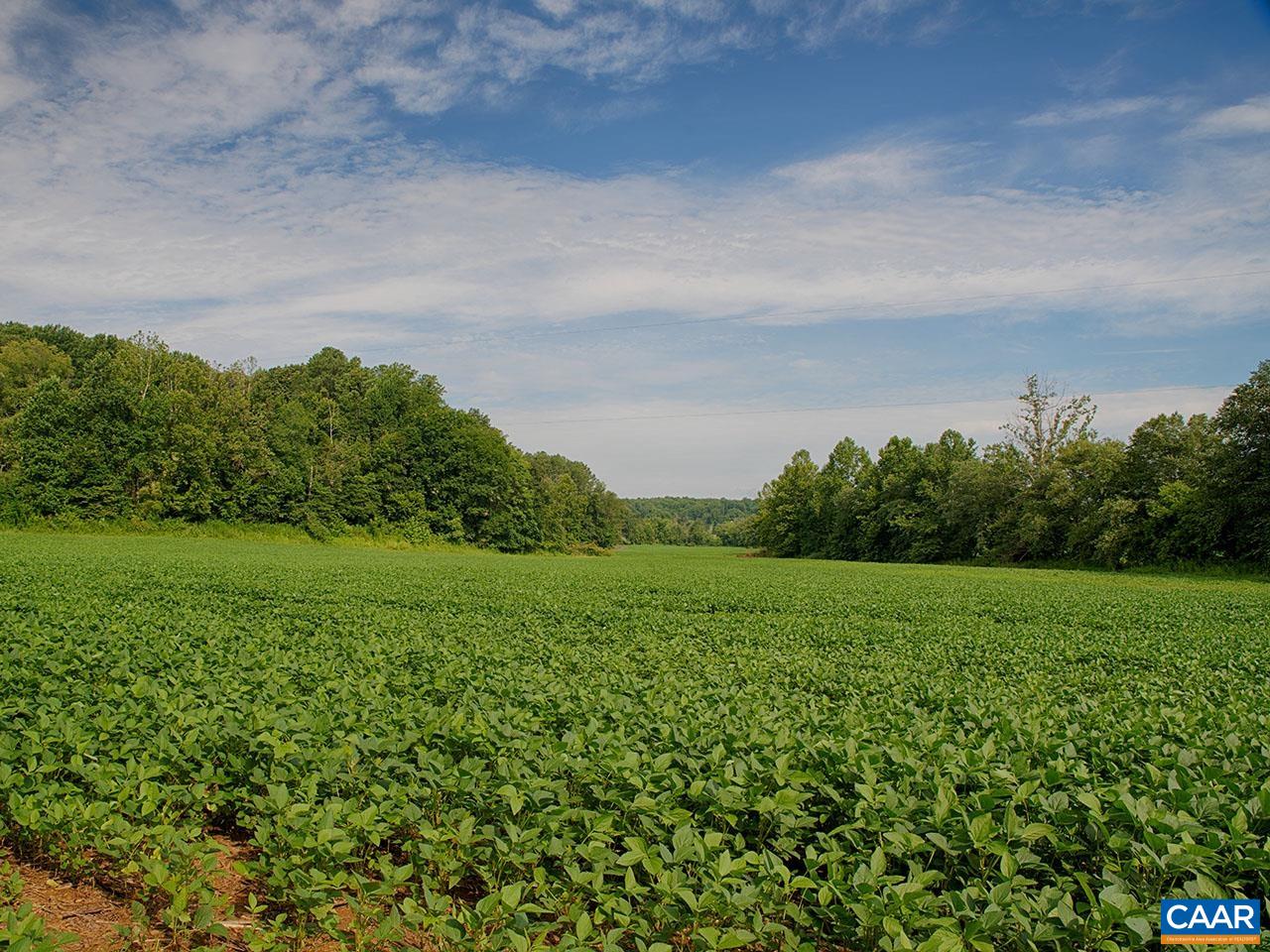 1825 Locust Grove Church Road Orange, VA 22960 - Photo 59 of 68 a view of a big yard with plants and a large tree