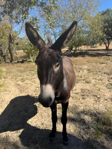 $649,900 | 1719 Sisterdale Road, Boerne, TX 78006