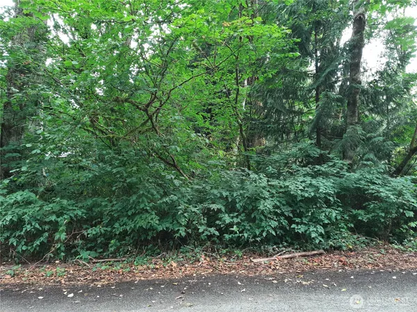 a view of a yard with plants and large trees
