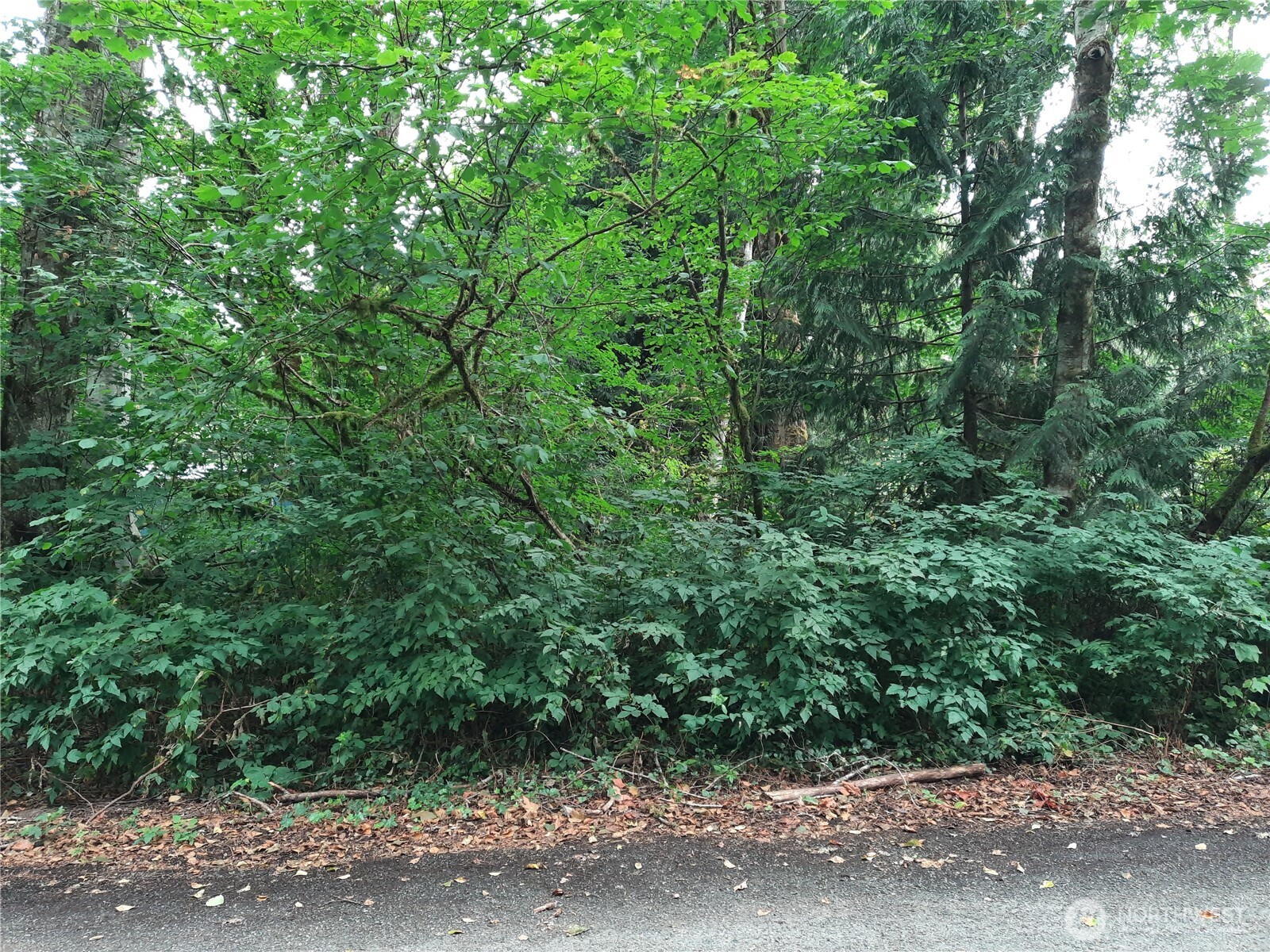 a view of a yard with plants and large trees
