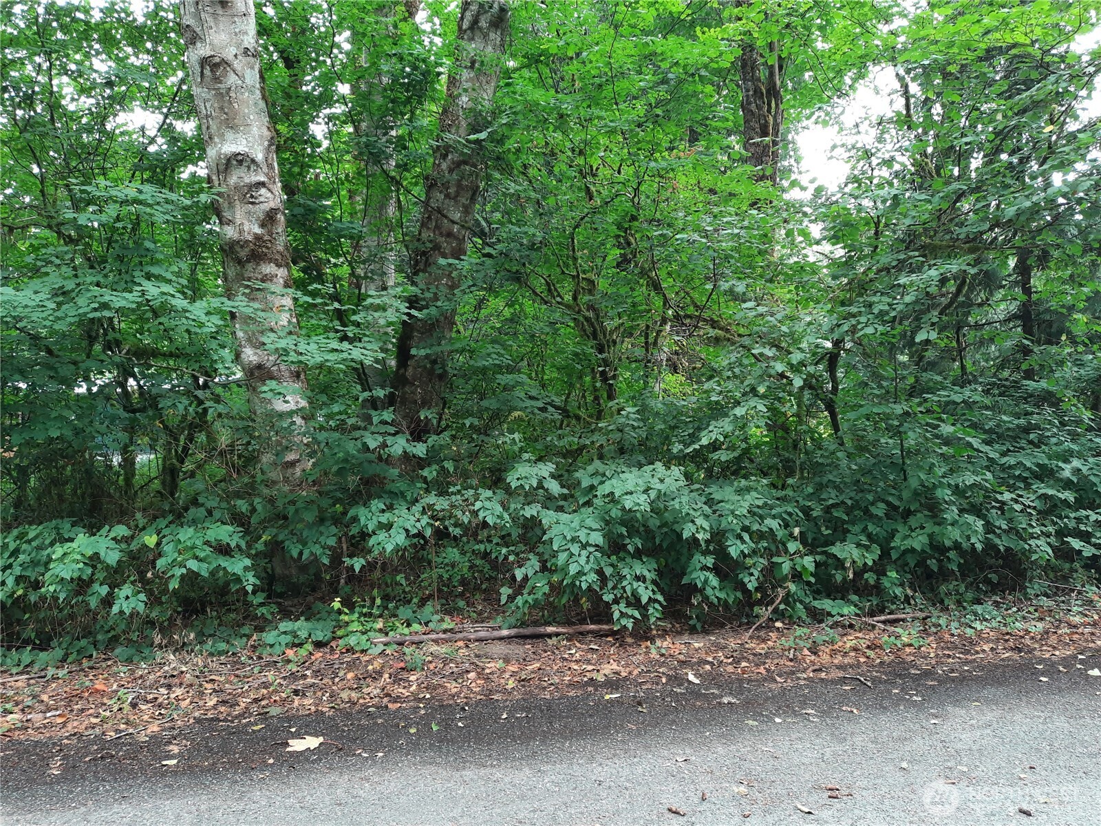 0 Spruce Street Concrete, WA 98237 - Photo 2 of 3 a view of a road with a trees in the background