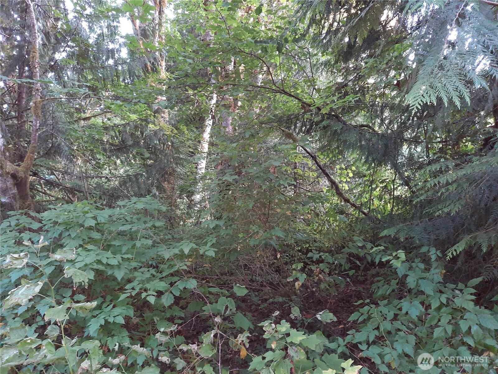 0 Spruce Street Concrete, WA 98237 - Photo 3 of 3 a view of a forest with lots of trees