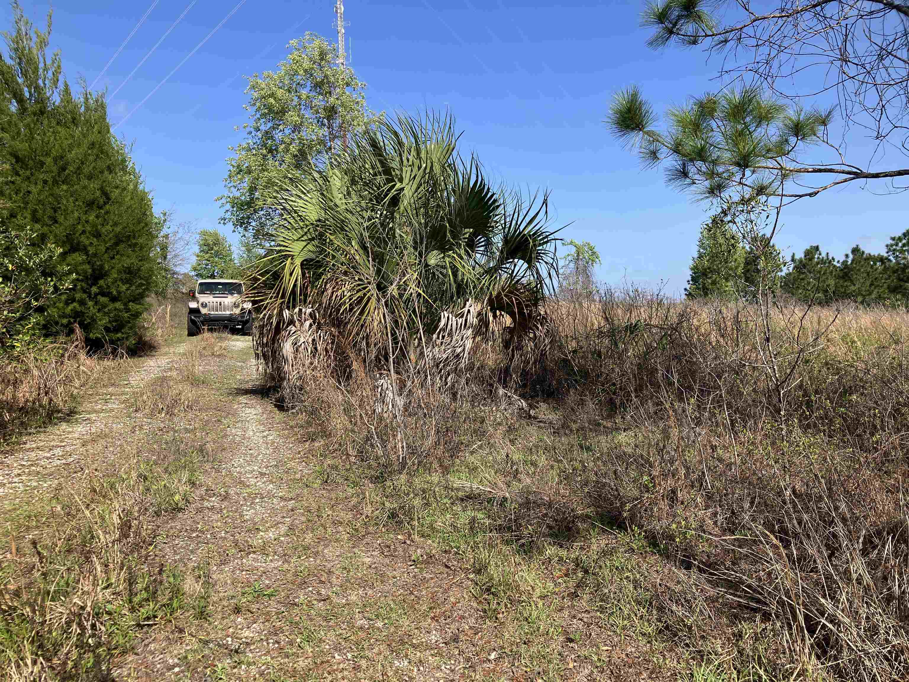 1083 North Obrien Point Lecanto, FL 34461 - Photo 5 of 13 a view of a yard with a tree