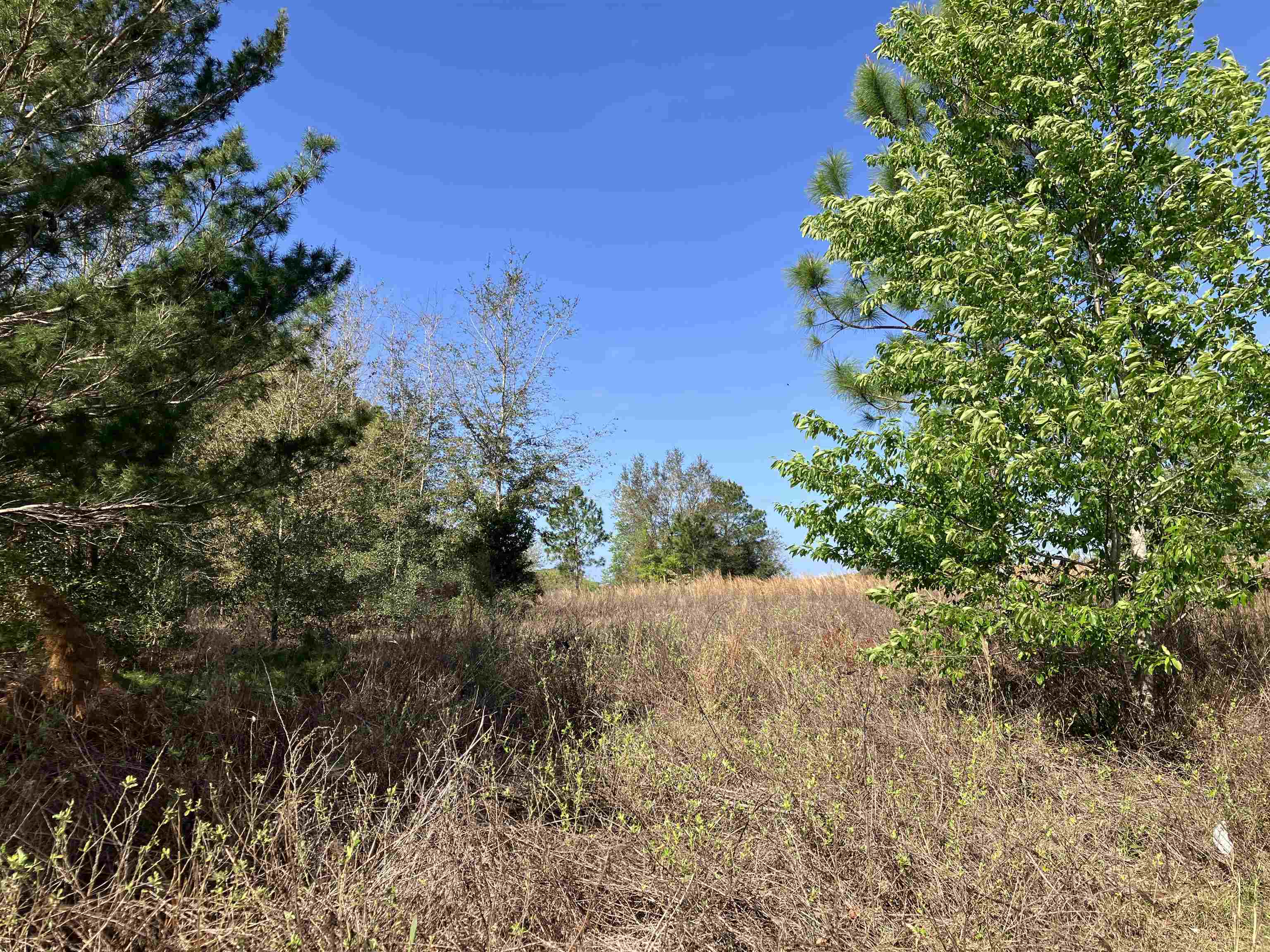 1083 North Obrien Point Lecanto, FL 34461 - Photo 6 of 13 a view of a pathway with a tree
