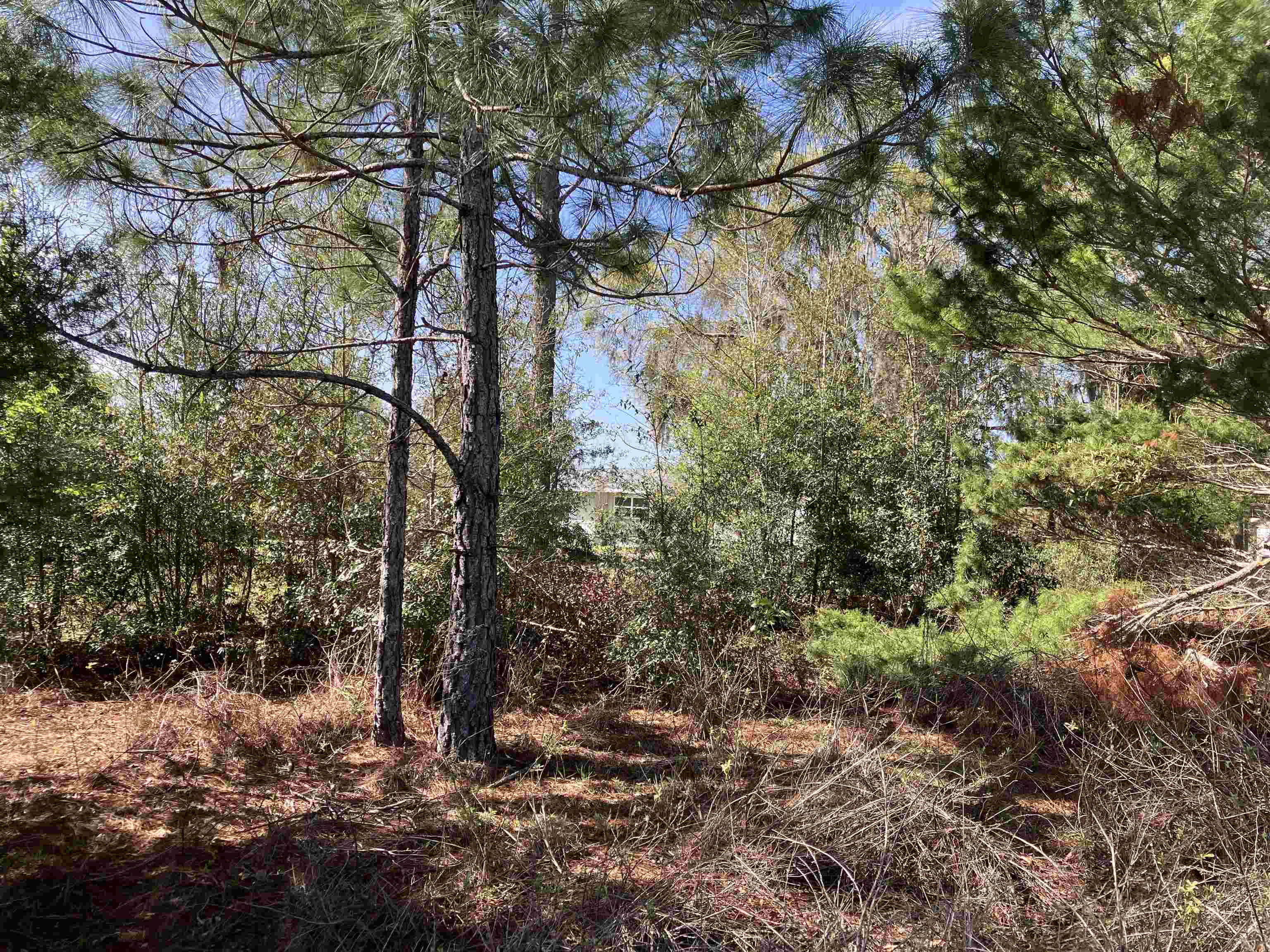 1083 North Obrien Point Lecanto, FL 34461 - Photo 7 of 13 a view of a forest filled with trees