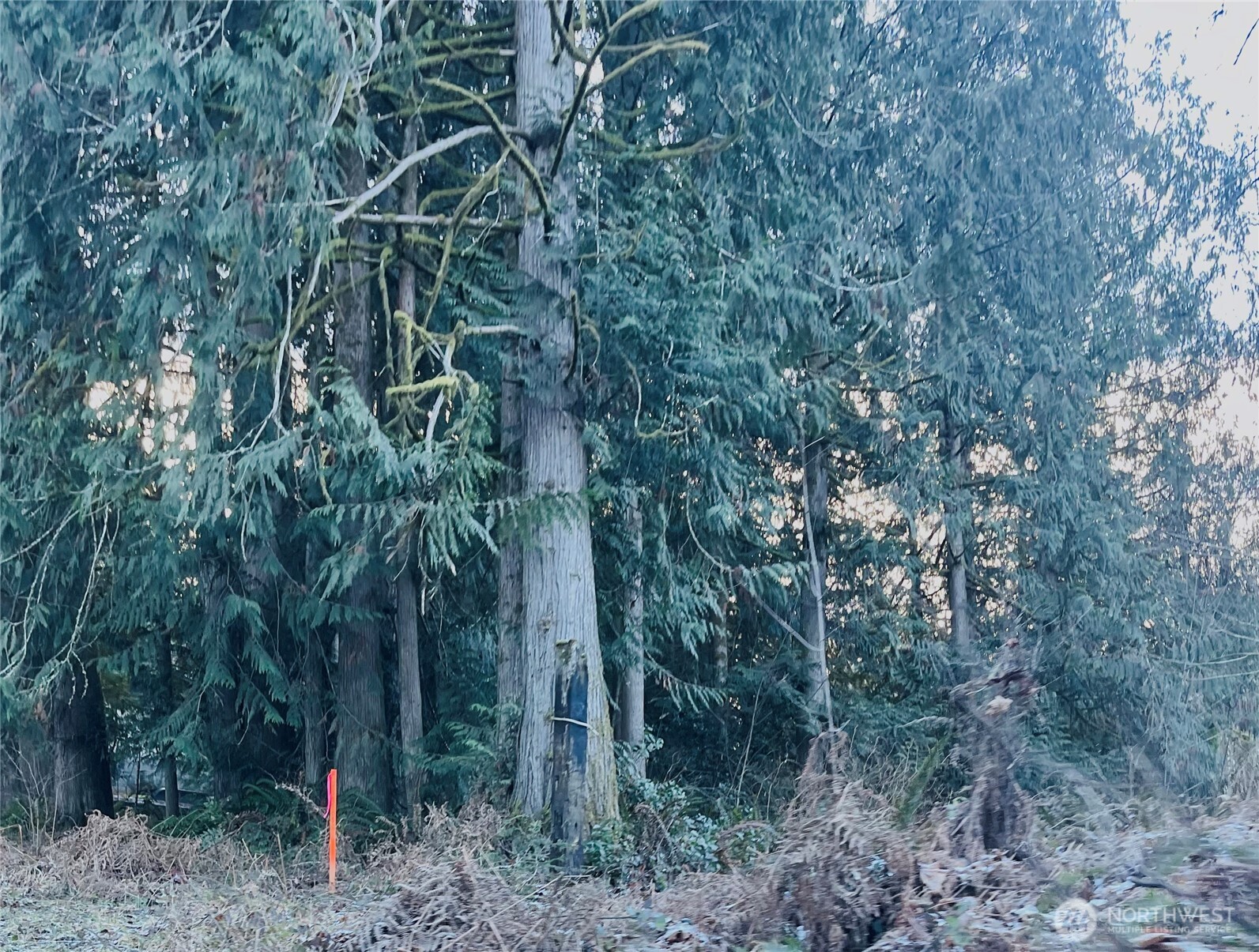 0 Valley Ridge Road Chehalis, WA 98532 - Photo 2 of 5 a backyard of a house with lots of trees