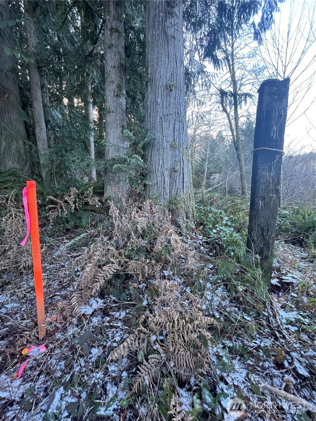 0 Valley Ridge Road Chehalis, WA 98532 - Photo 5 of 5 a backyard of a house with lots of green space