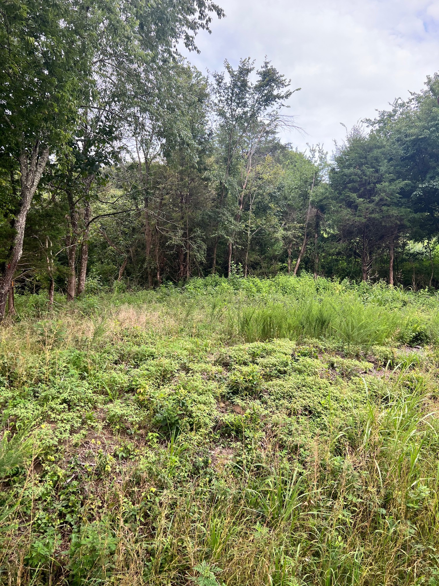 0 Hix Road Gordonsville, TN 38563 - Photo 10 of 12 a view of a lush green space