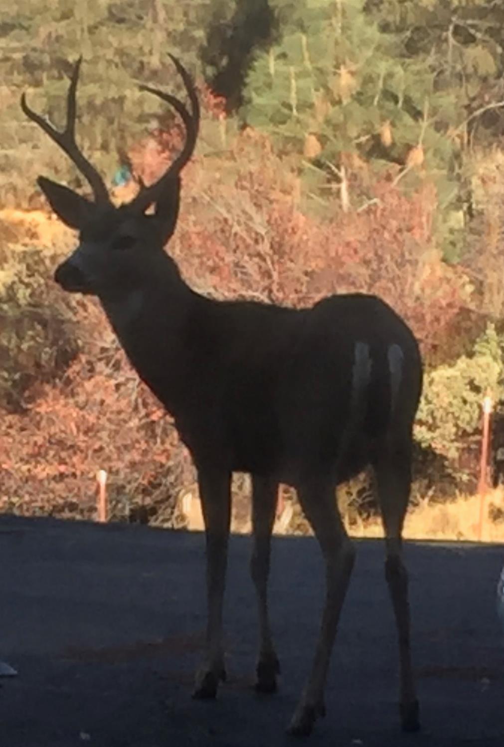 2352 Sanford Court Rescue, CA 95672 - Photo 55 of 56