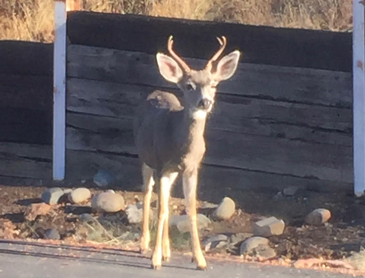 2352 Sanford Court Rescue, CA 95672 - Photo 56 of 56