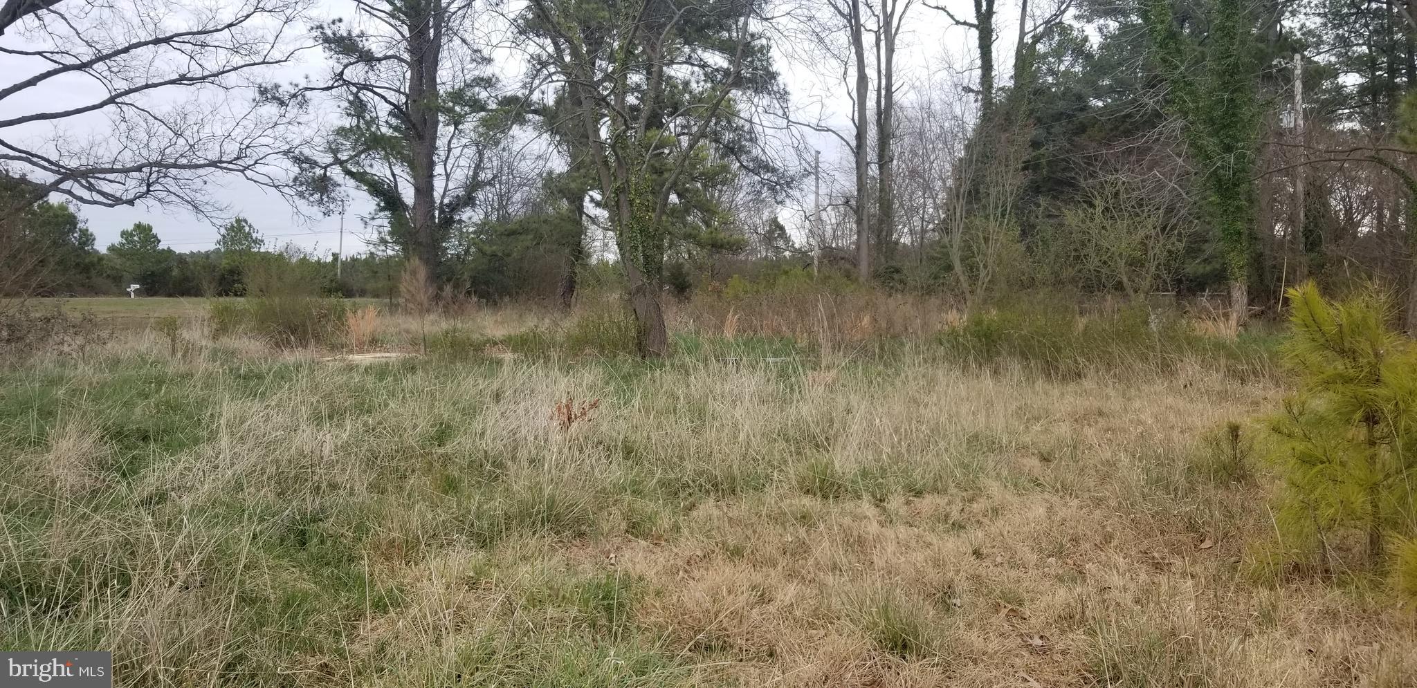 11965 Potomac View Road Newburg, MD 20664 - Photo 14 of 18 View of very flat lot