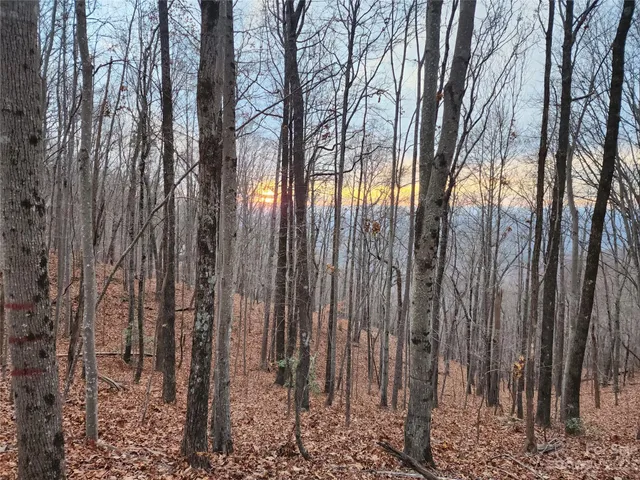a view of outdoor space with lots of trees