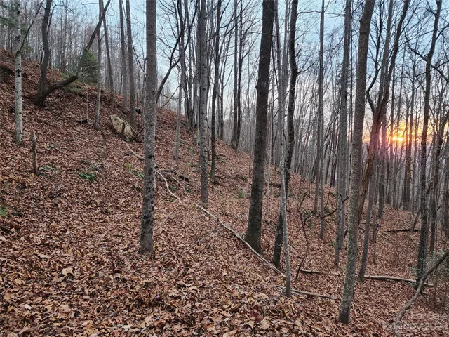 a view of outdoor space with lots of trees