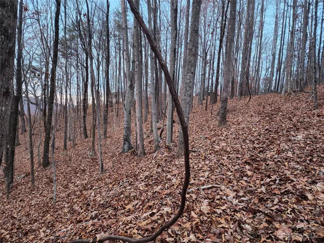 a view of a dry yard with trees
