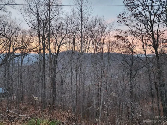 a view of forest with trees