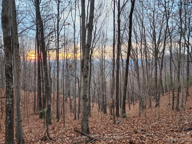 a view of lots of trees