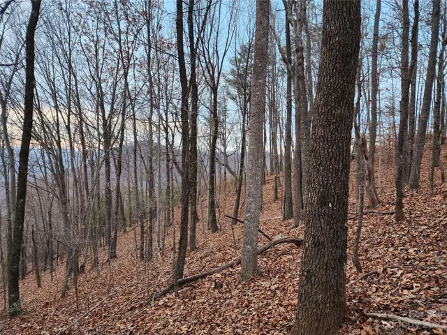 a view of a backyard with large trees
