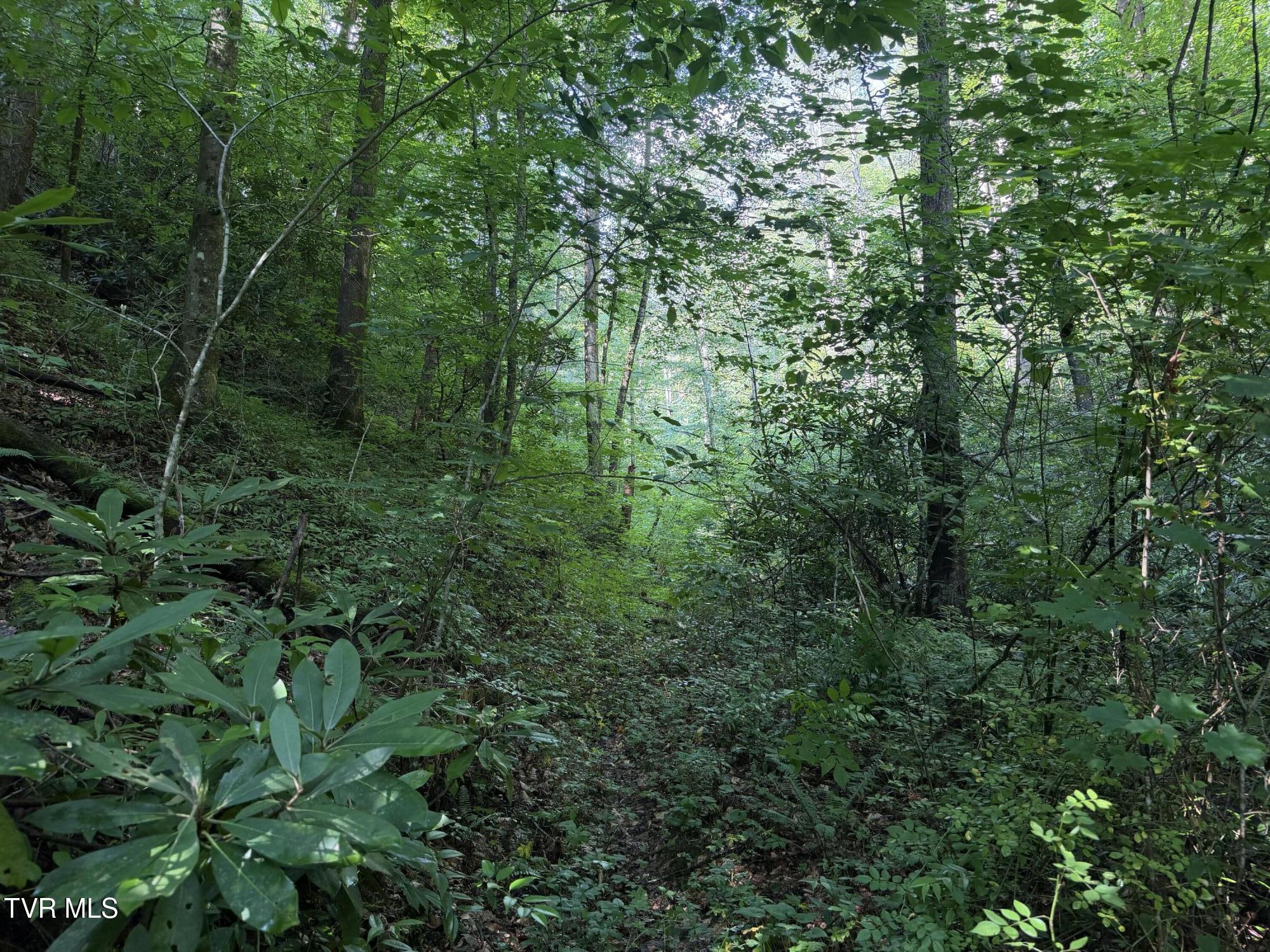 0 East Highway 25 70, Unit 9 Del Rio, TN 37727 - Photo 15 of 19 IMG_6566