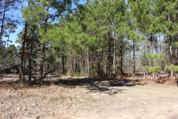 a view of a dry yard