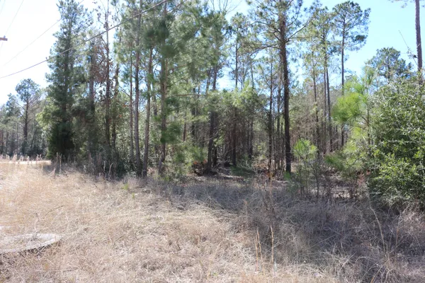 a view of a forest with trees