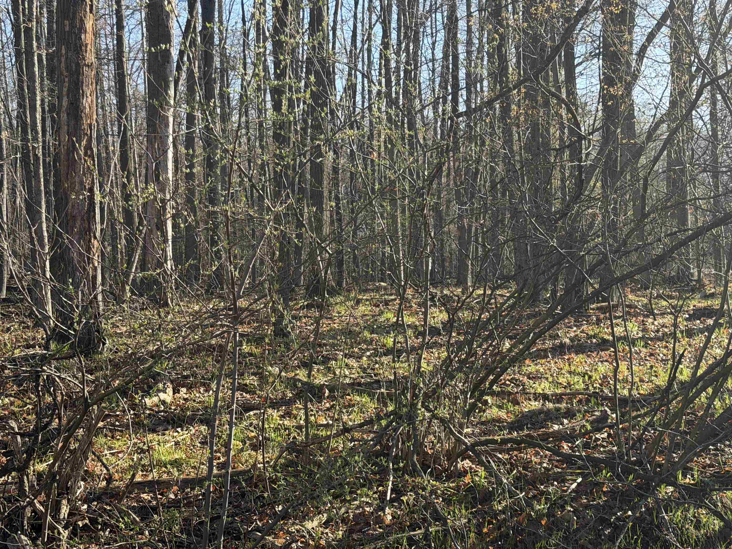 Lot # Squirrel Run Road Farwell, MI 48622 - Photo 6 of 16