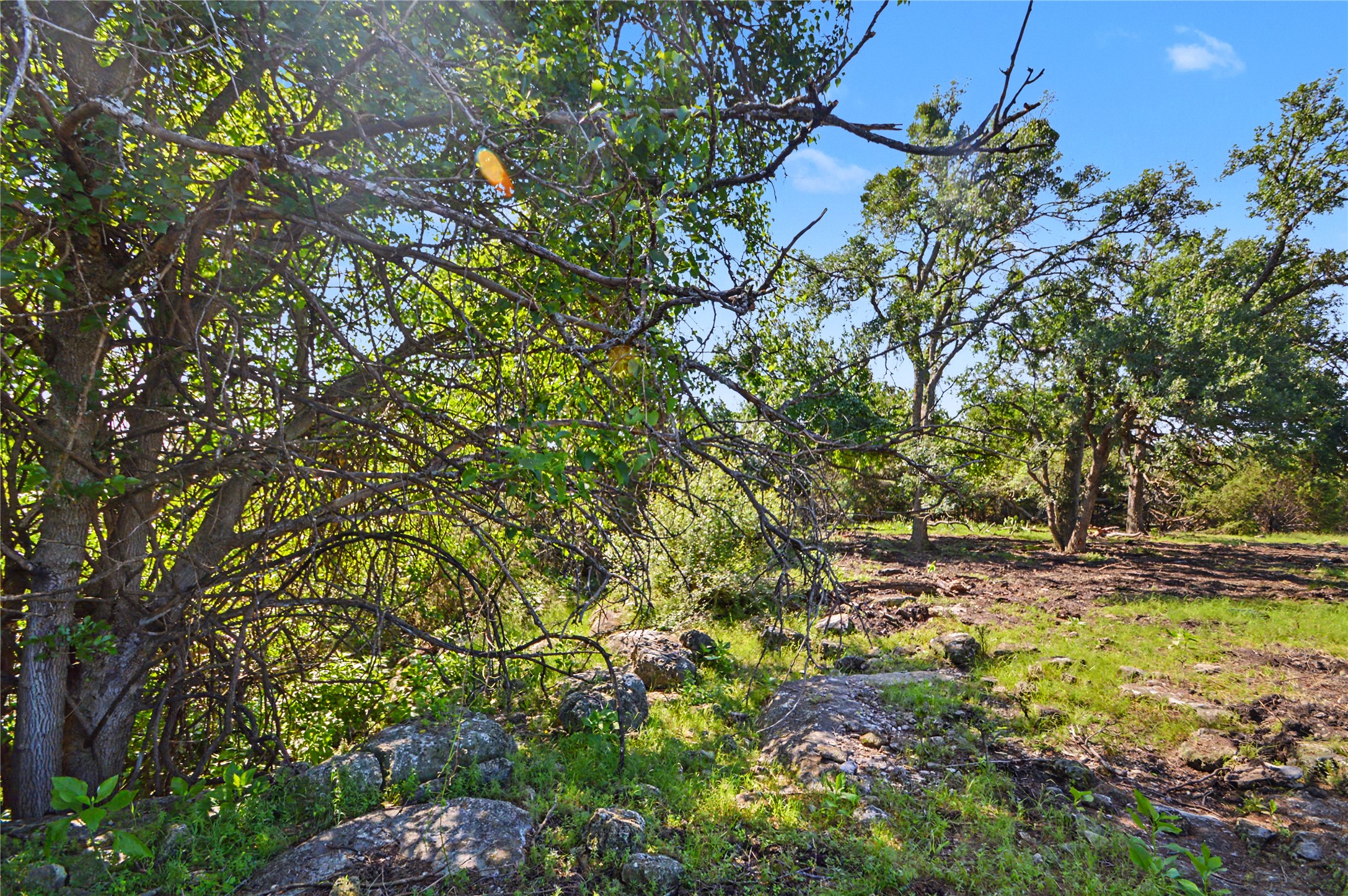 0 Cr 318 Road Goldthwaite, TX 76844 - Photo 7 of 37 a view of a yard with a tree