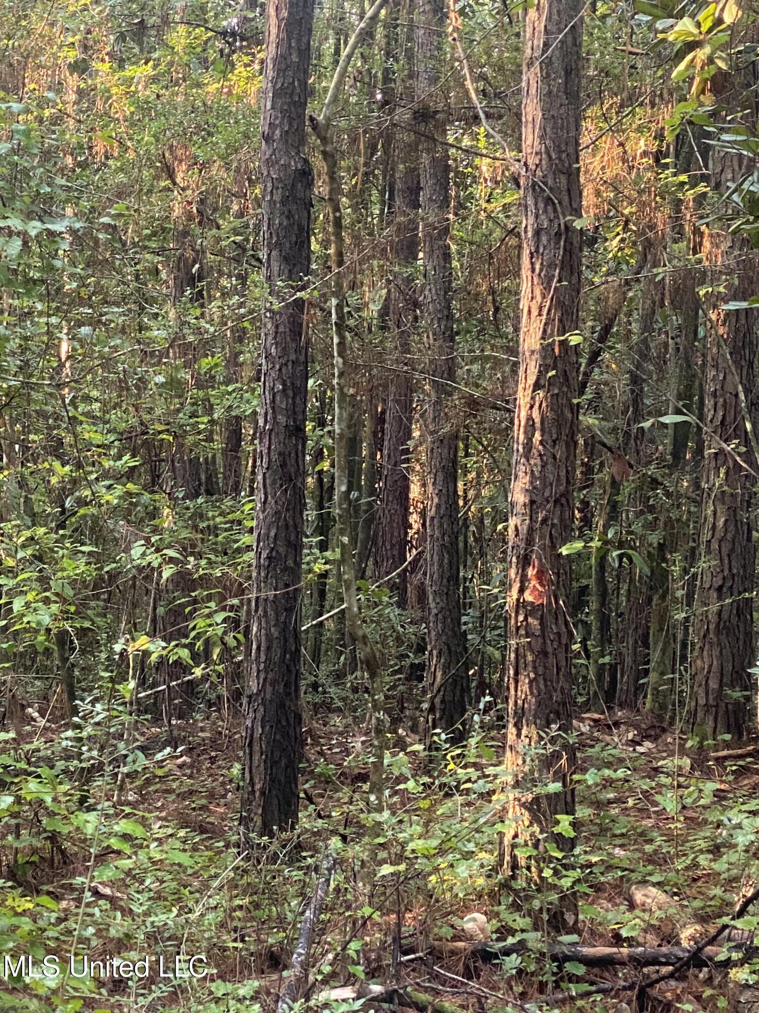 1 Kirby Creek Road Wiggins, MS 39577 - Photo 1 of 6 C3F6CBB2-5C99-466C-92CF-559D944608A4