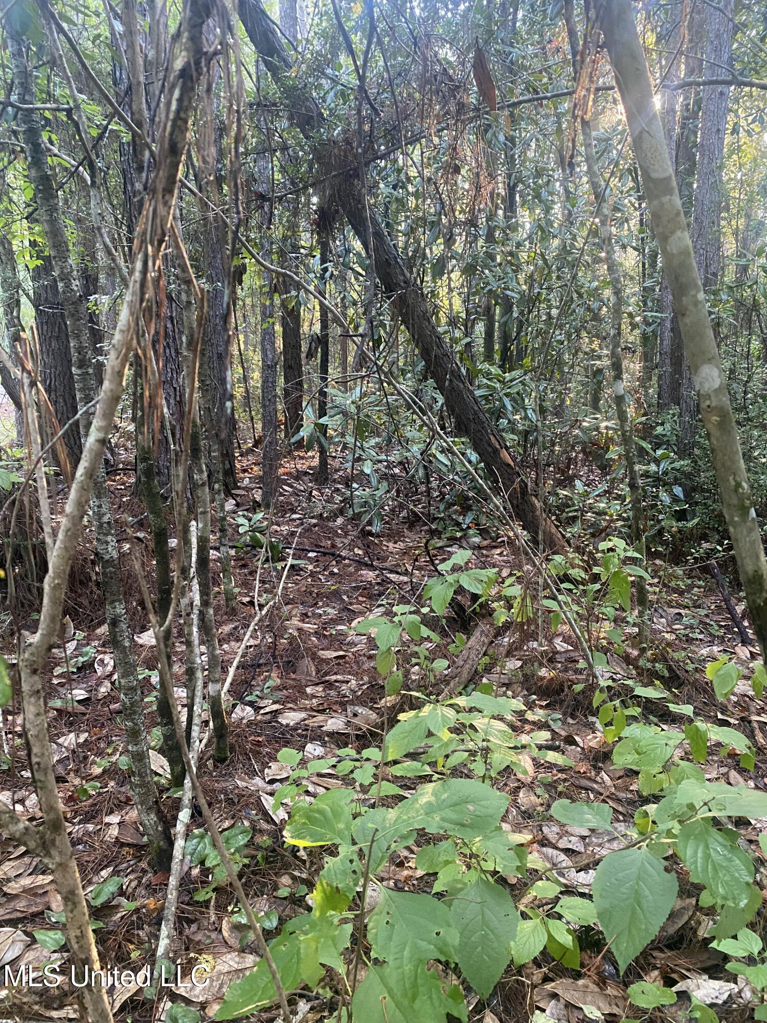 1 Kirby Creek Road Wiggins, MS 39577 - Photo 2 of 6 949B34FB-FEDB-4747-96C0-16FB2840DB84