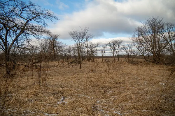 a view of a yard with trees