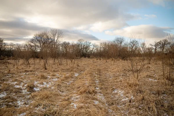a view of a dry yard with trees