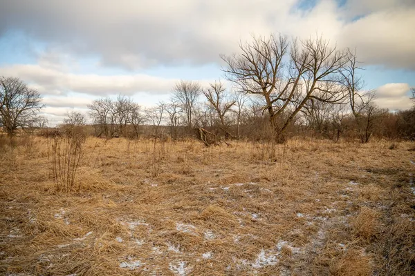 a view of a yard with trees