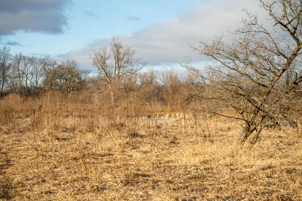 a view of a forest with a tree