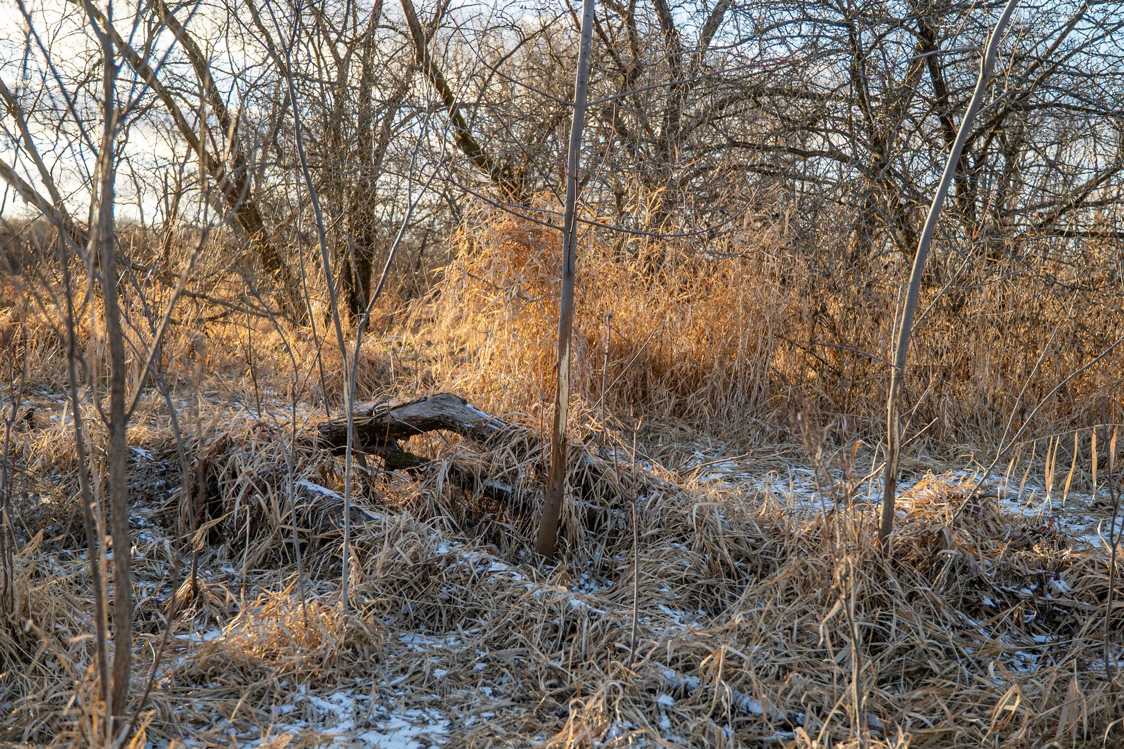 0 North Kishwaukee Road Stillman Valley, IL 61084 - Photo 26 of 46 a view of a forest with a tree