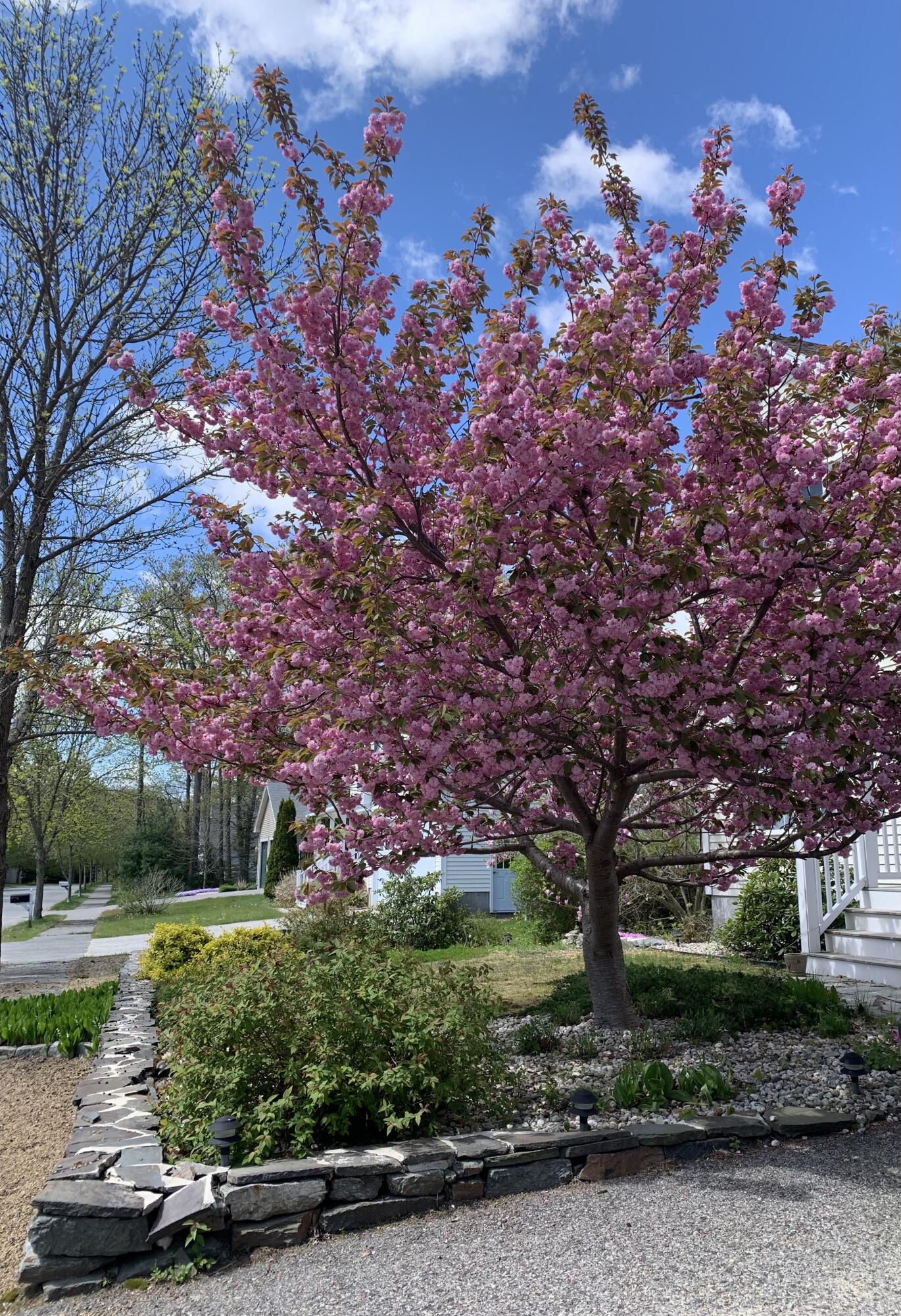 12 Blueberry Road Cape Elizabeth, ME 04107 - Photo 50 of 53 Tree in Bloom