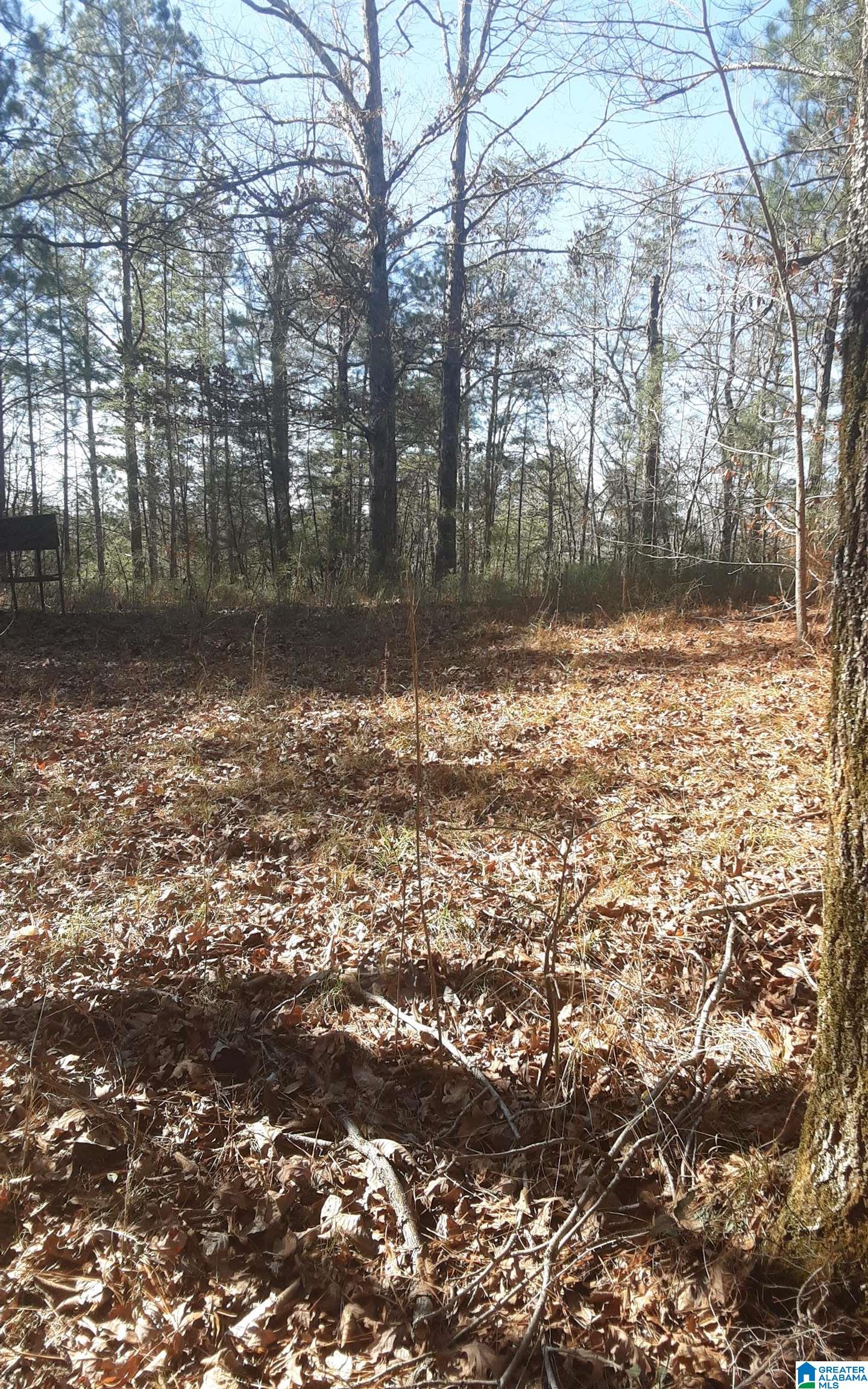 5385 Littleton Kilgore Road Dora, AL 35062 - Photo 12 of 27