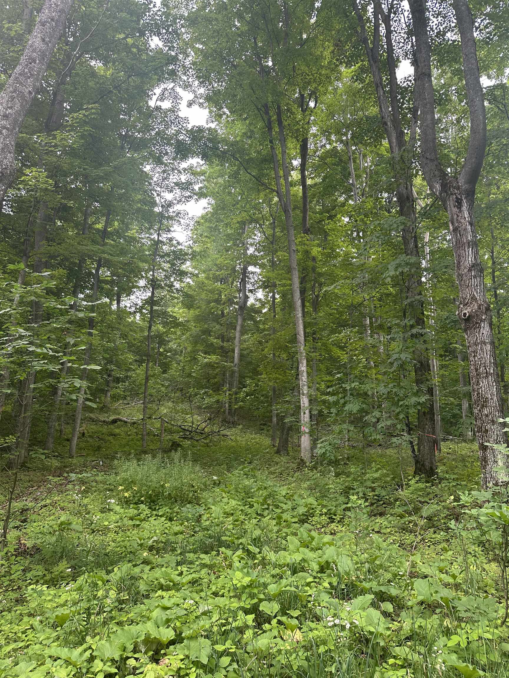 11599 South Tower Road, Unit LOT: 6 Maple City, MI 49664 - Photo 4 of 8