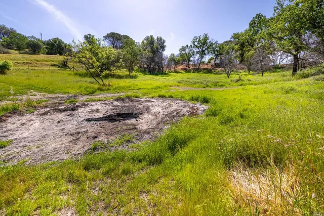 a view of a yard with a tree
