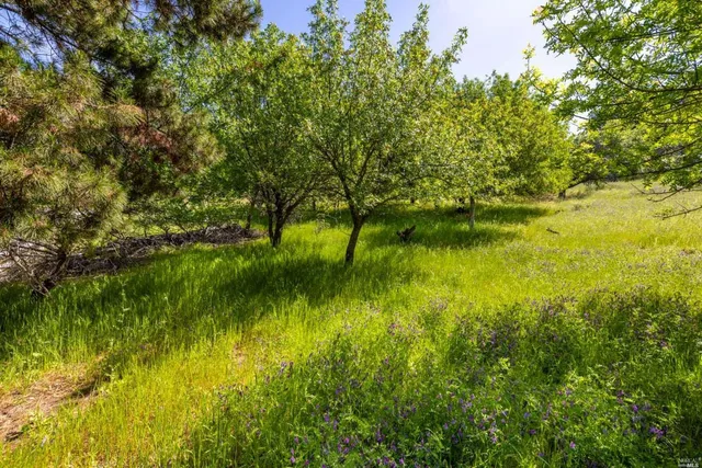 a view of yard with green space