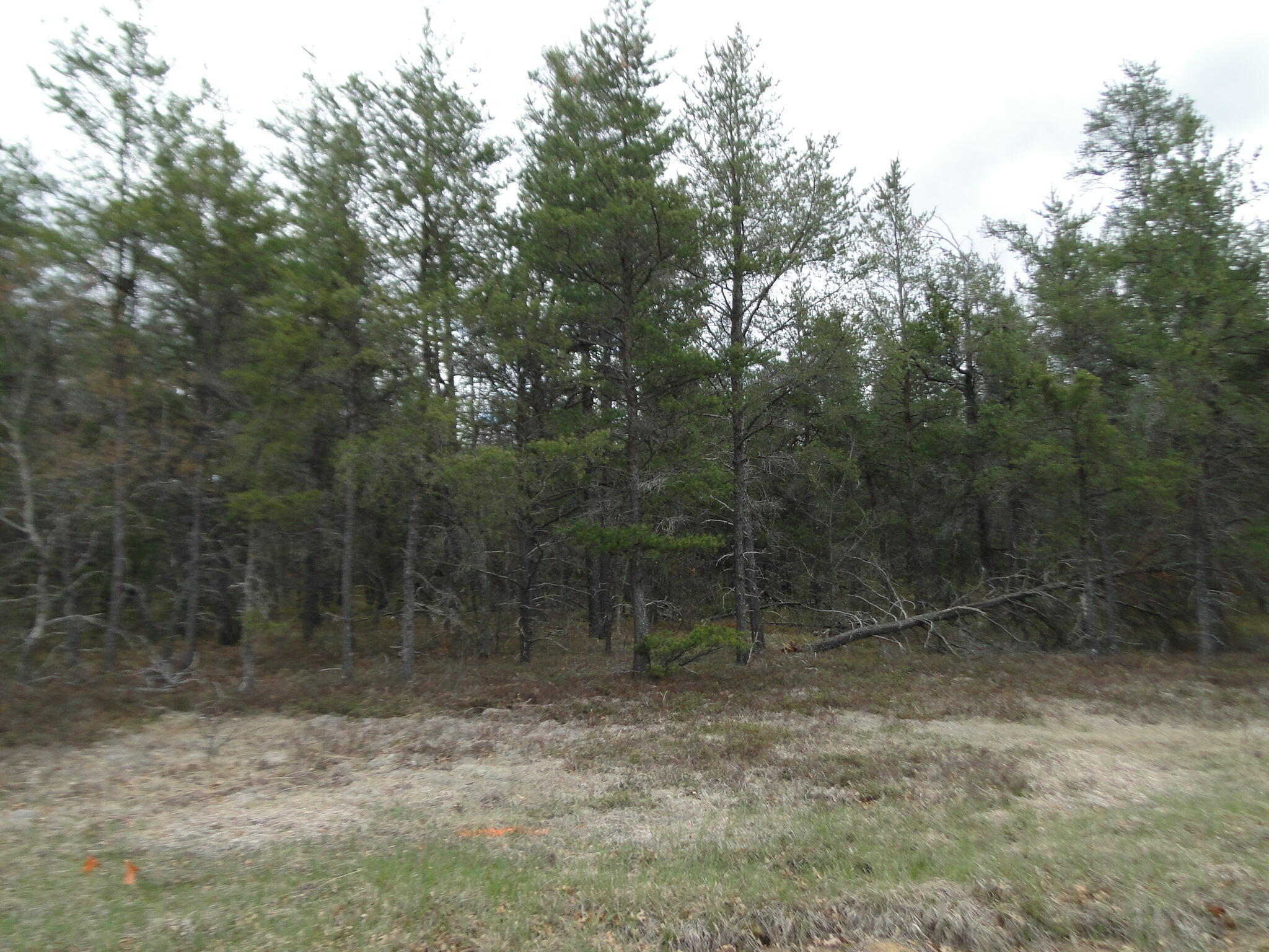 Hoetzle Road Roscommon, MI 48653 - Photo 4 of 7 Gallery Image 4
