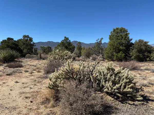 a view of a forest with a tree in the background