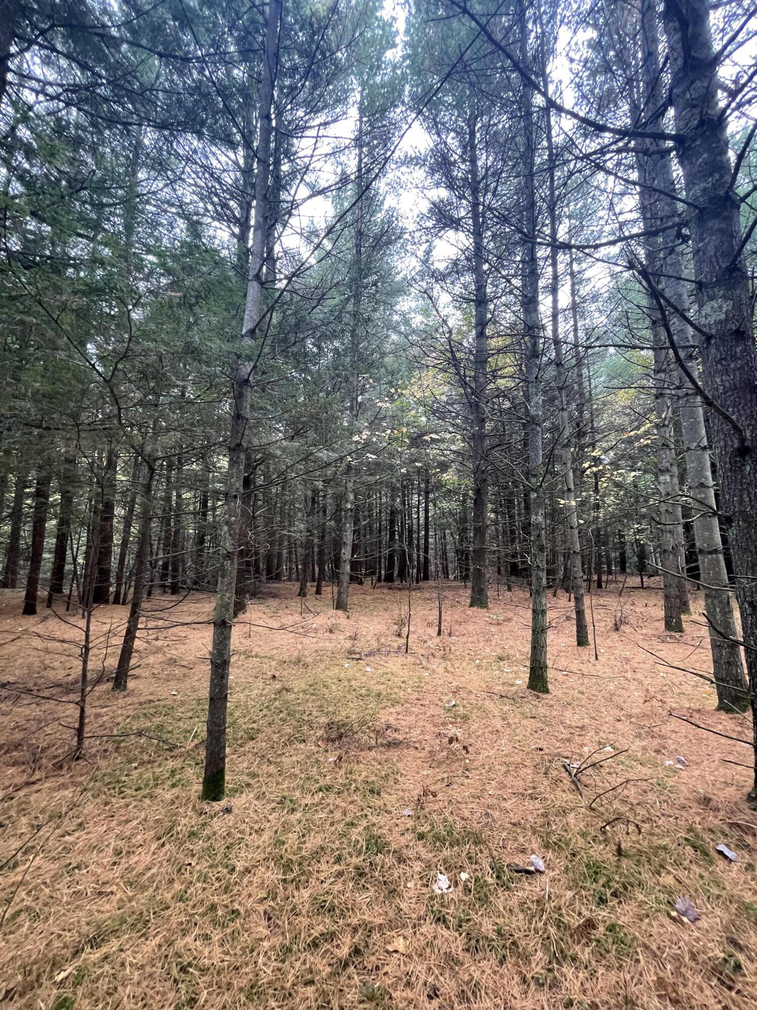 0 Reardon Road Moira, NY 12957 - Photo 13 of 18