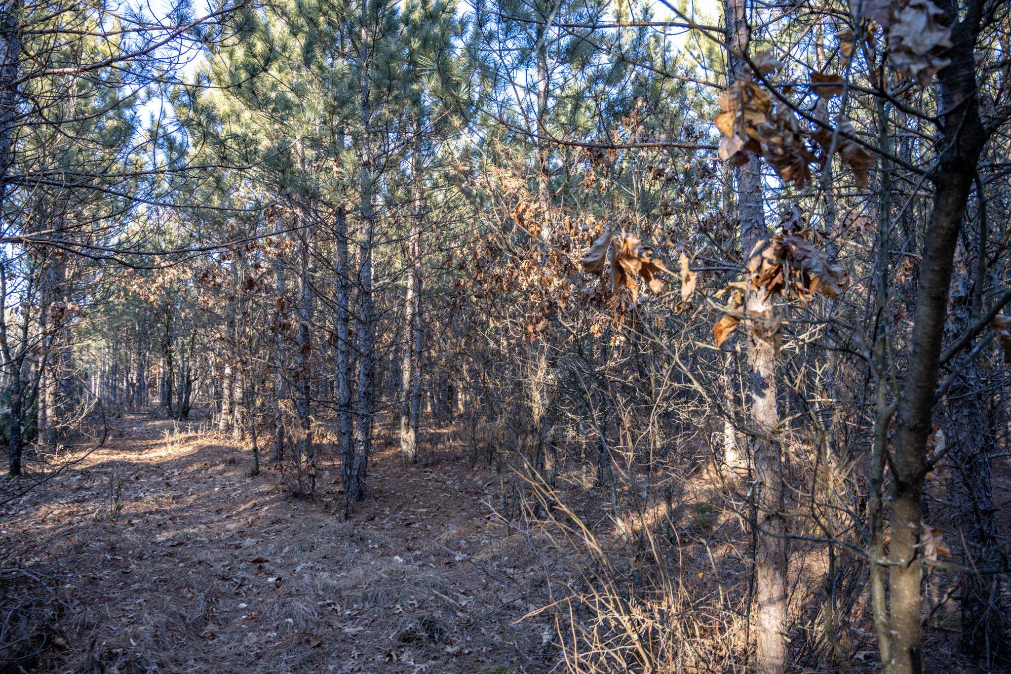 Lot 4 11th Friendship, WI 53934 - Photo 12 of 26
