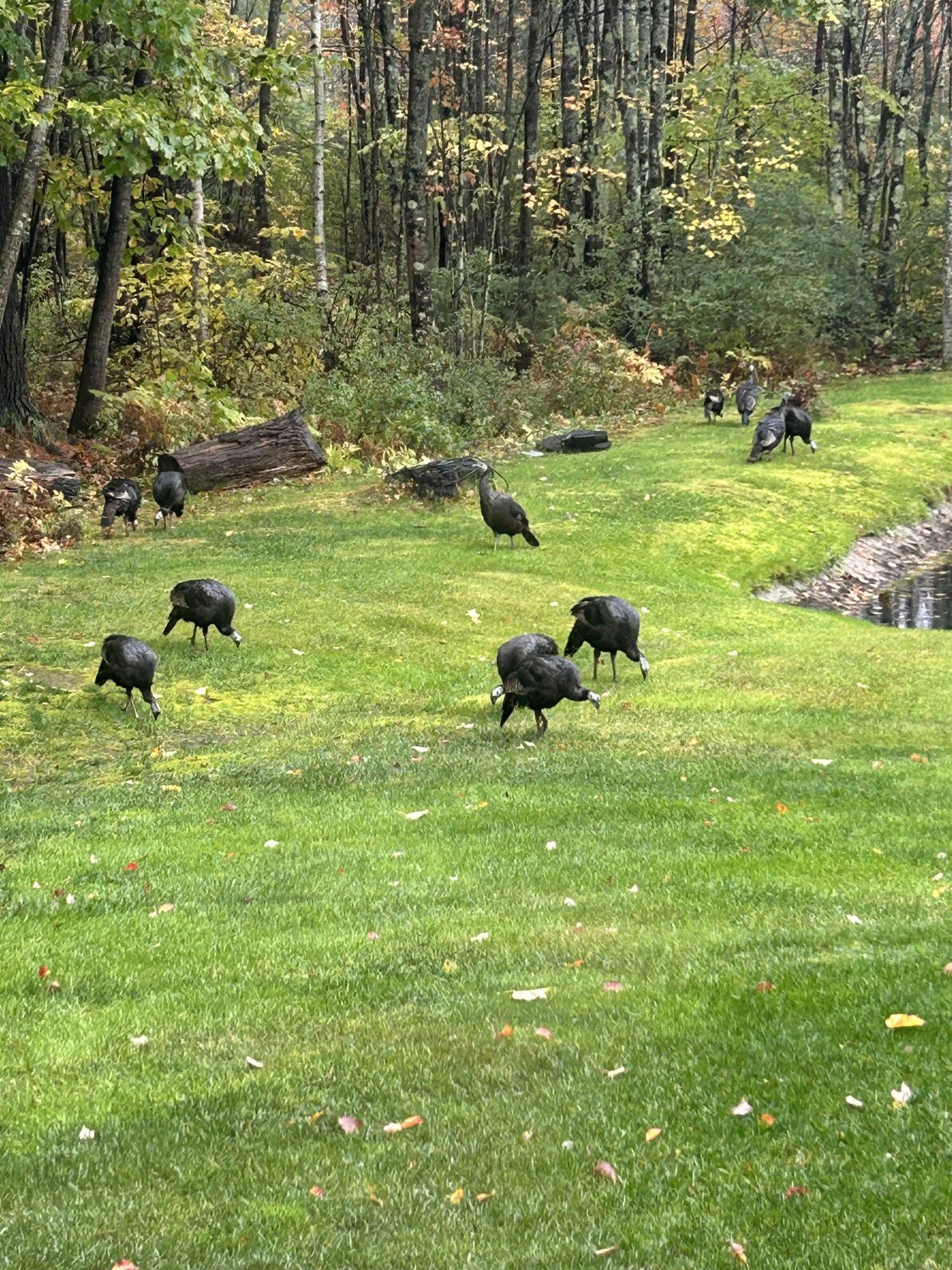 1159 Hotel Road Auburn, ME 04210 - Photo 29 of 35 Turkeys